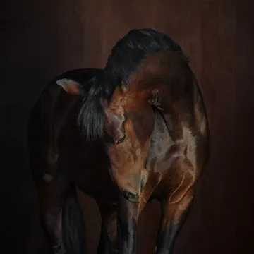 奇异果体育直播官网 品牌与覆盖